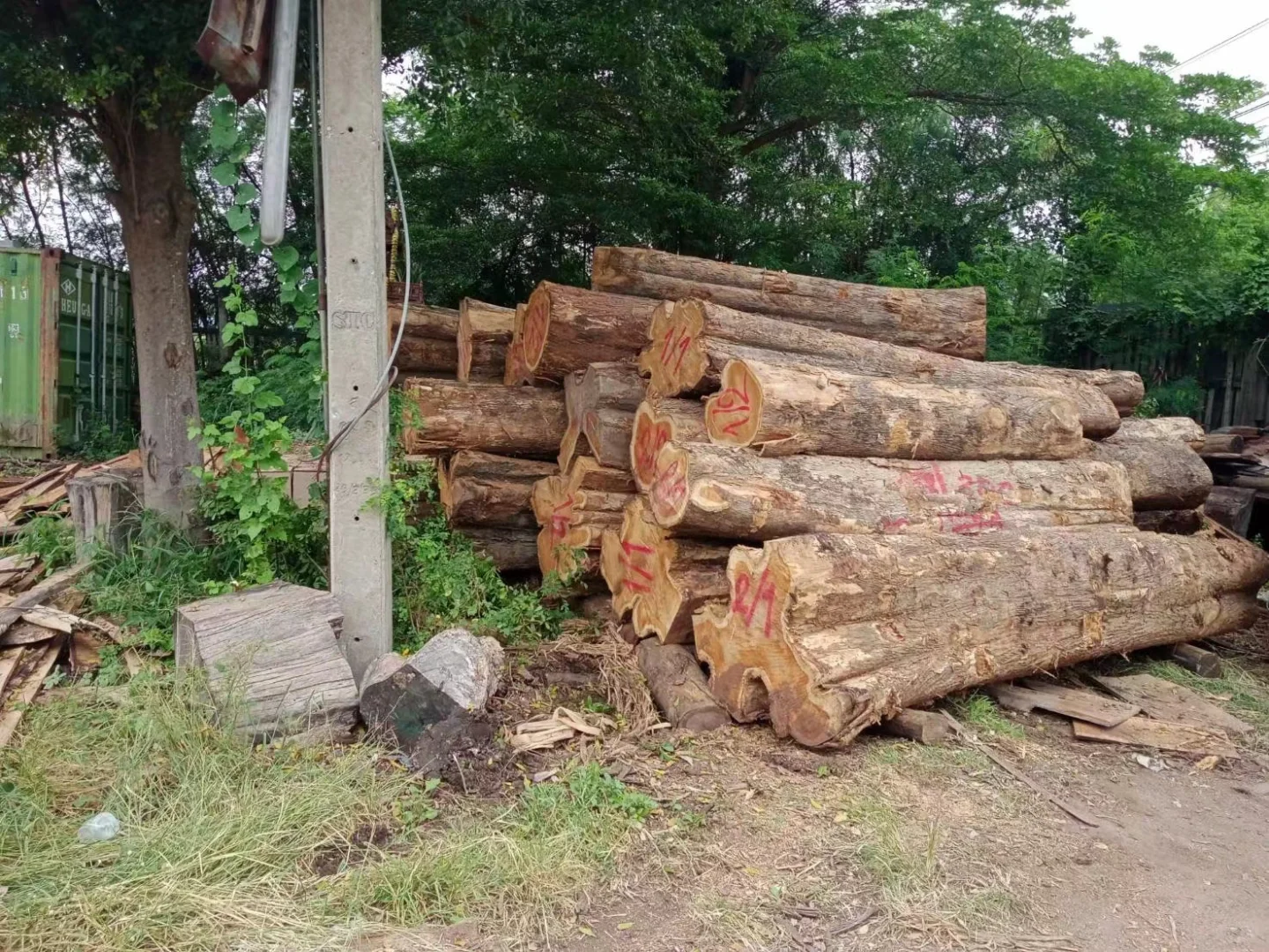 野生天然林缅甸柚木黑线料砍伐运输过程