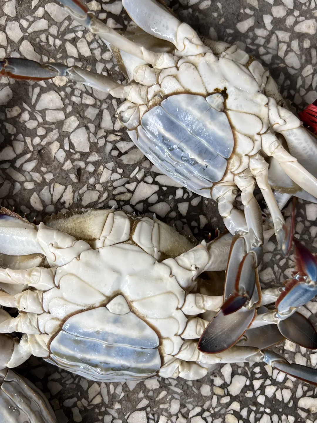 这肥度真实存在！我家蟹让你实现螃蟹自由