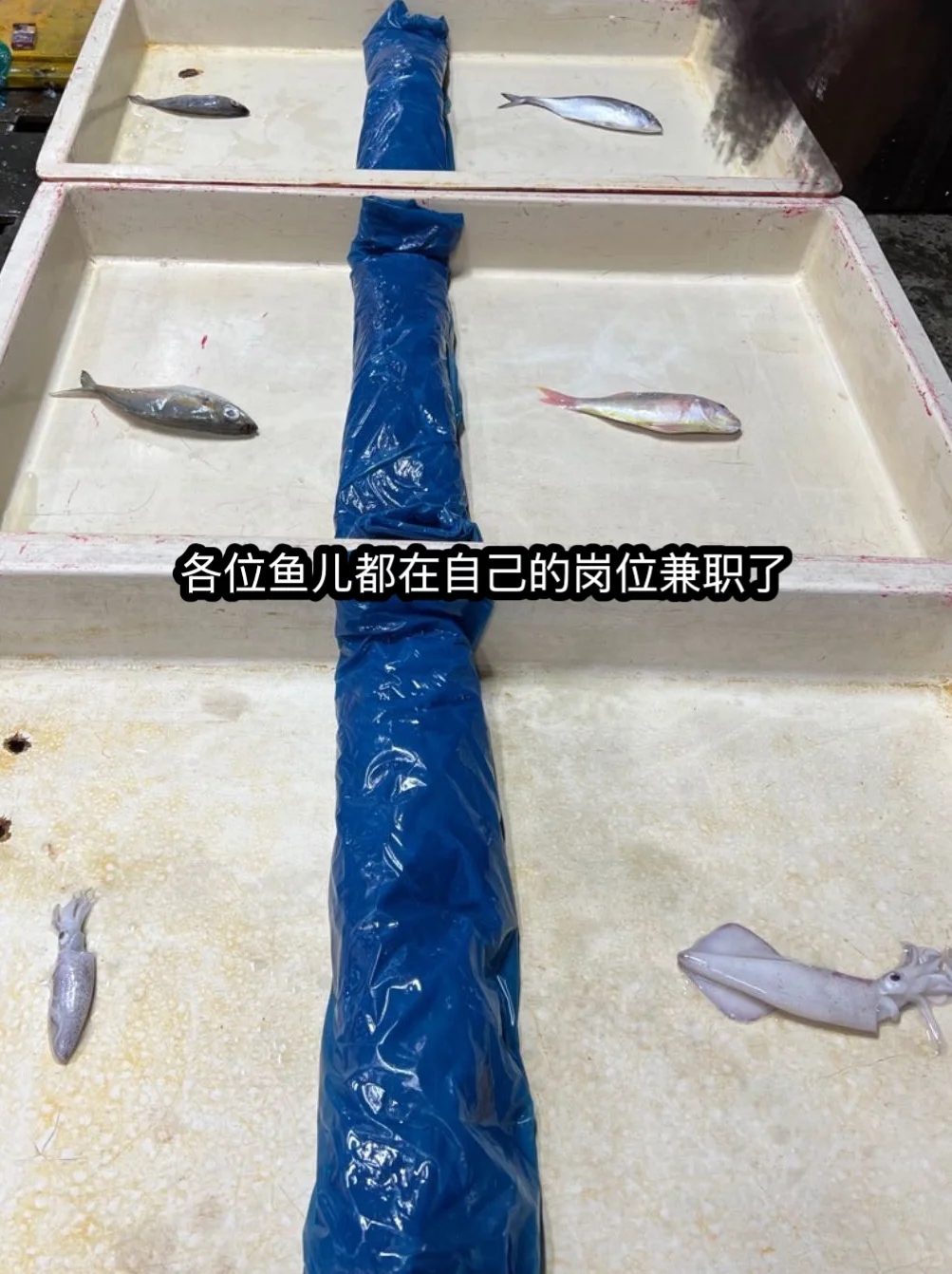 00后女孩 MCO期间勇敢渔业界