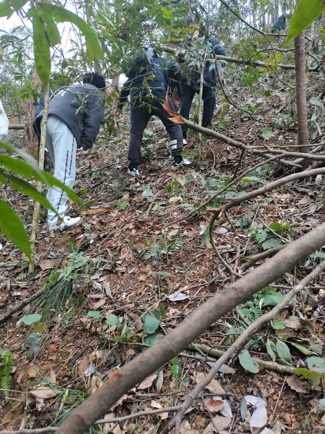 林学人是真的拿命学，别卷林业了