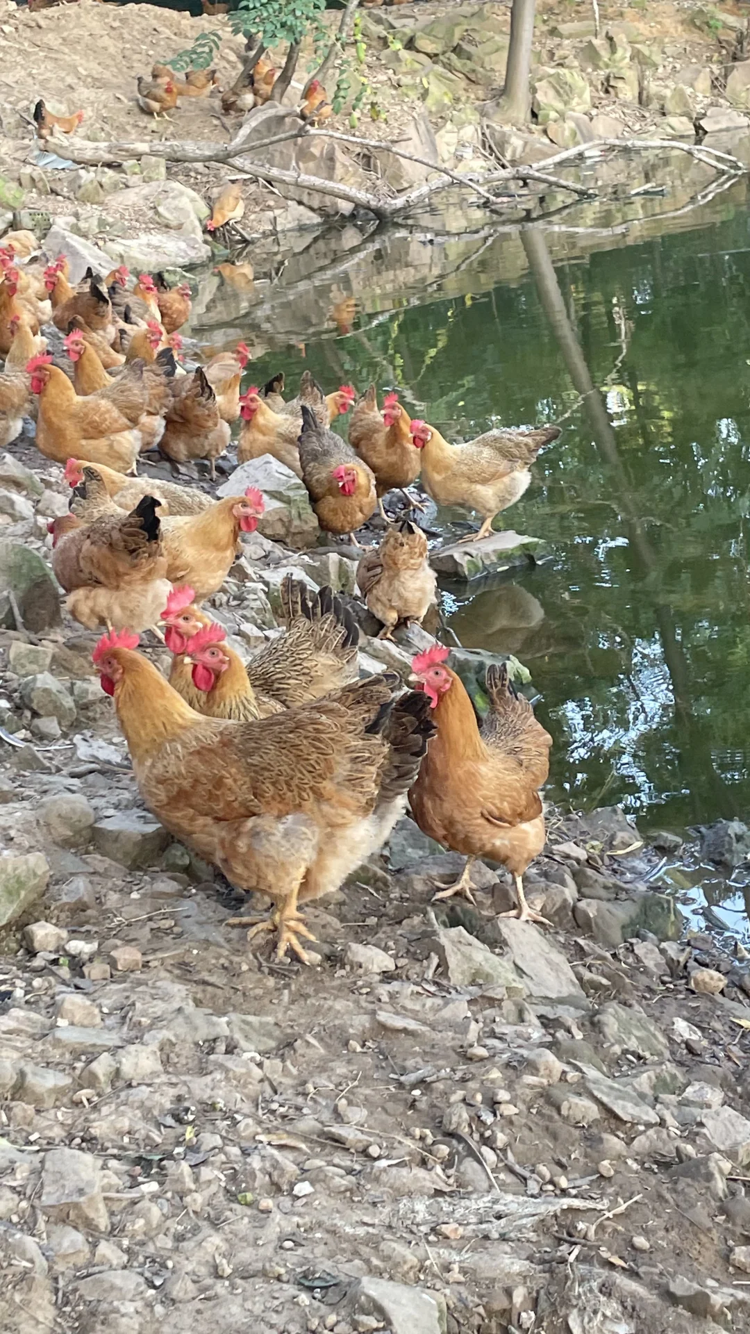 土鸡土鸡咯咯哒