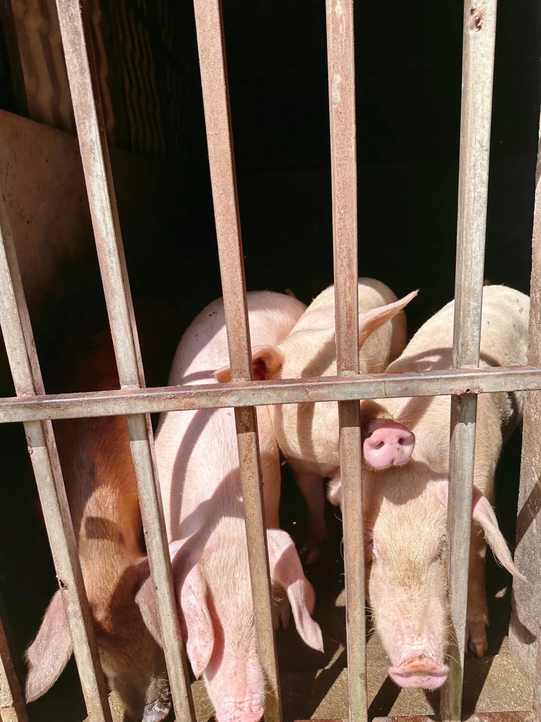 农场自由长大的鸡、鹅、猪，想想都很美味~