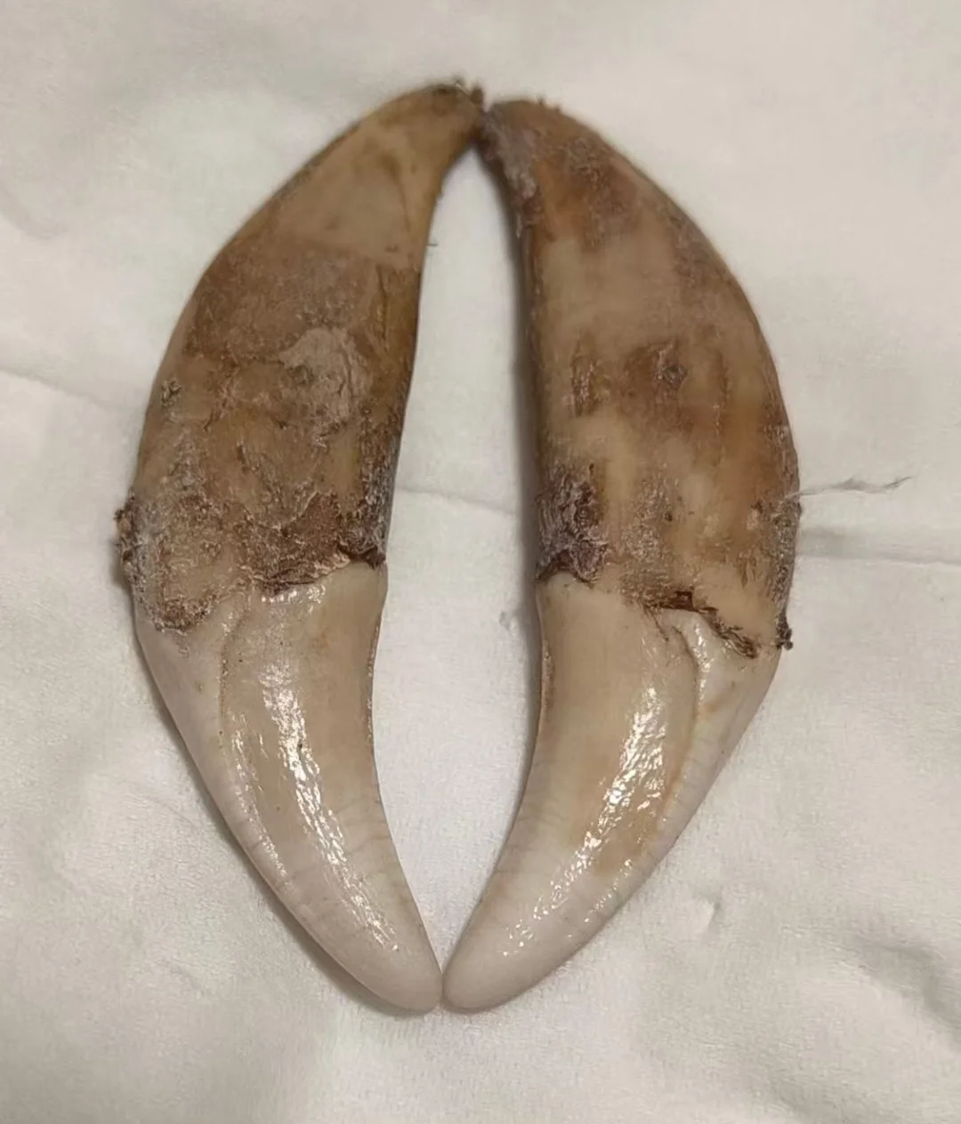 5.6厘米狼牙上獠牙