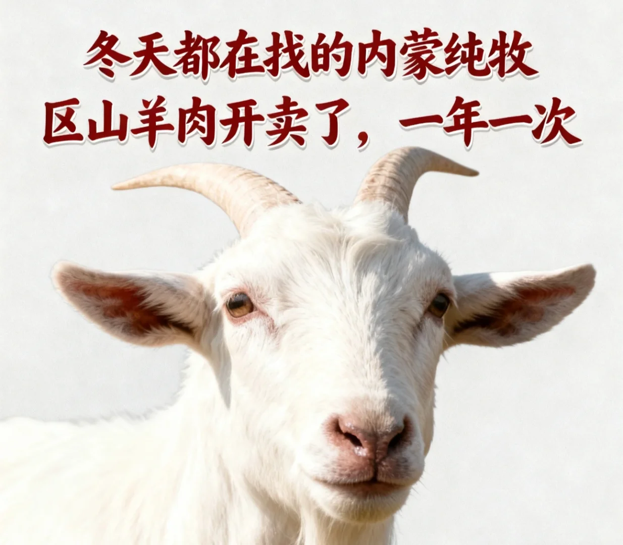 内蒙古牧区山羊肉来喽！