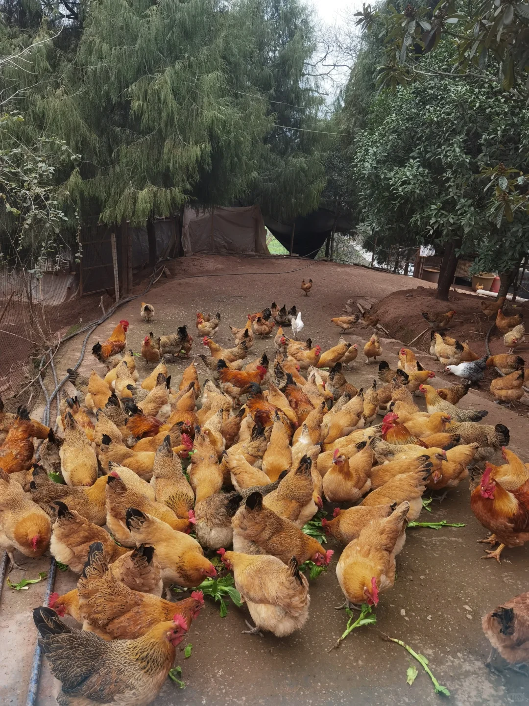 00后返乡之喂鸡日常