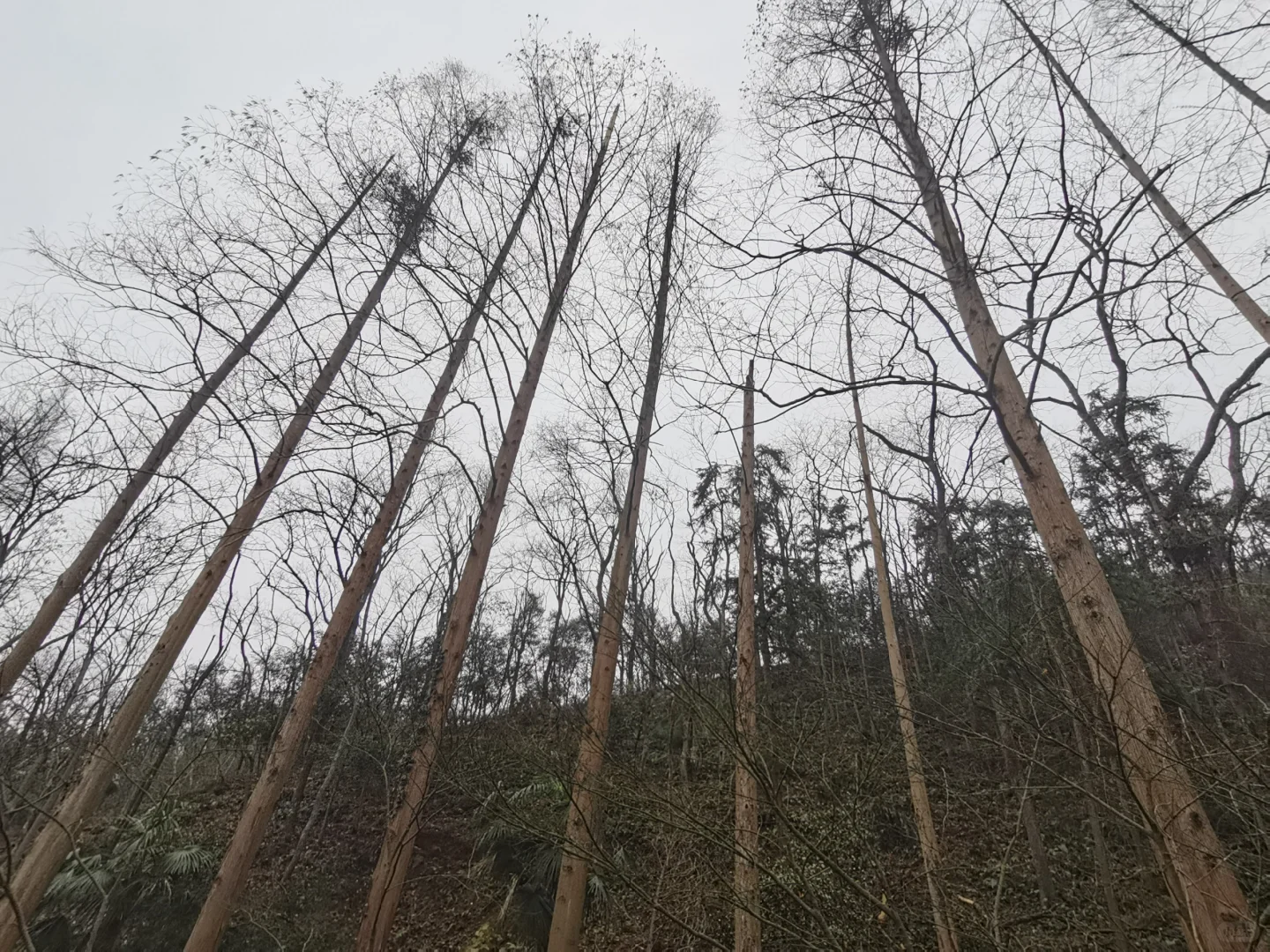 林学人是真的拿命学，别卷林业了