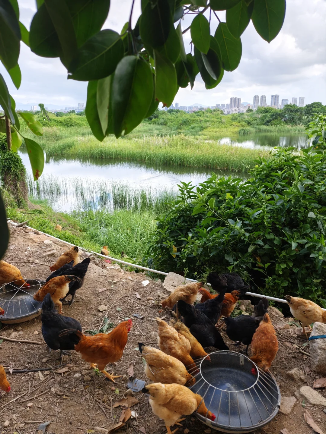 有山有水的鸡场真的太治愈了！早上喂鸡