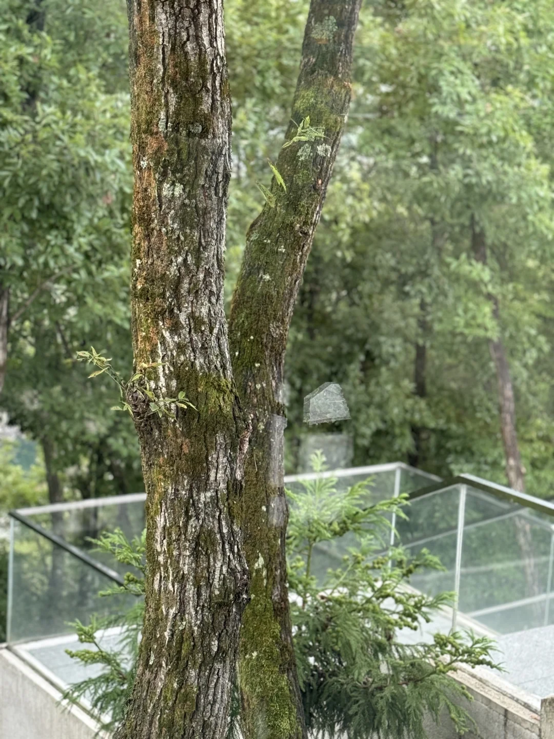 避雷 | 林业碳汇大乌龙