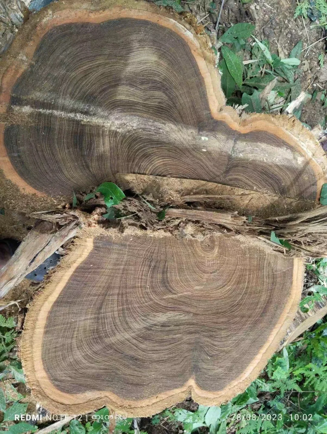 野生天然林缅甸柚木黑线料砍伐运输过程