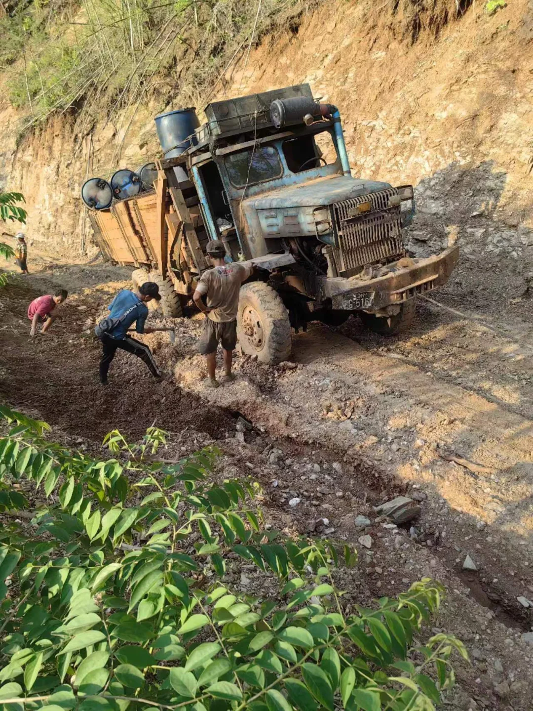 野生天然林缅甸柚木黑线料砍伐运输过程