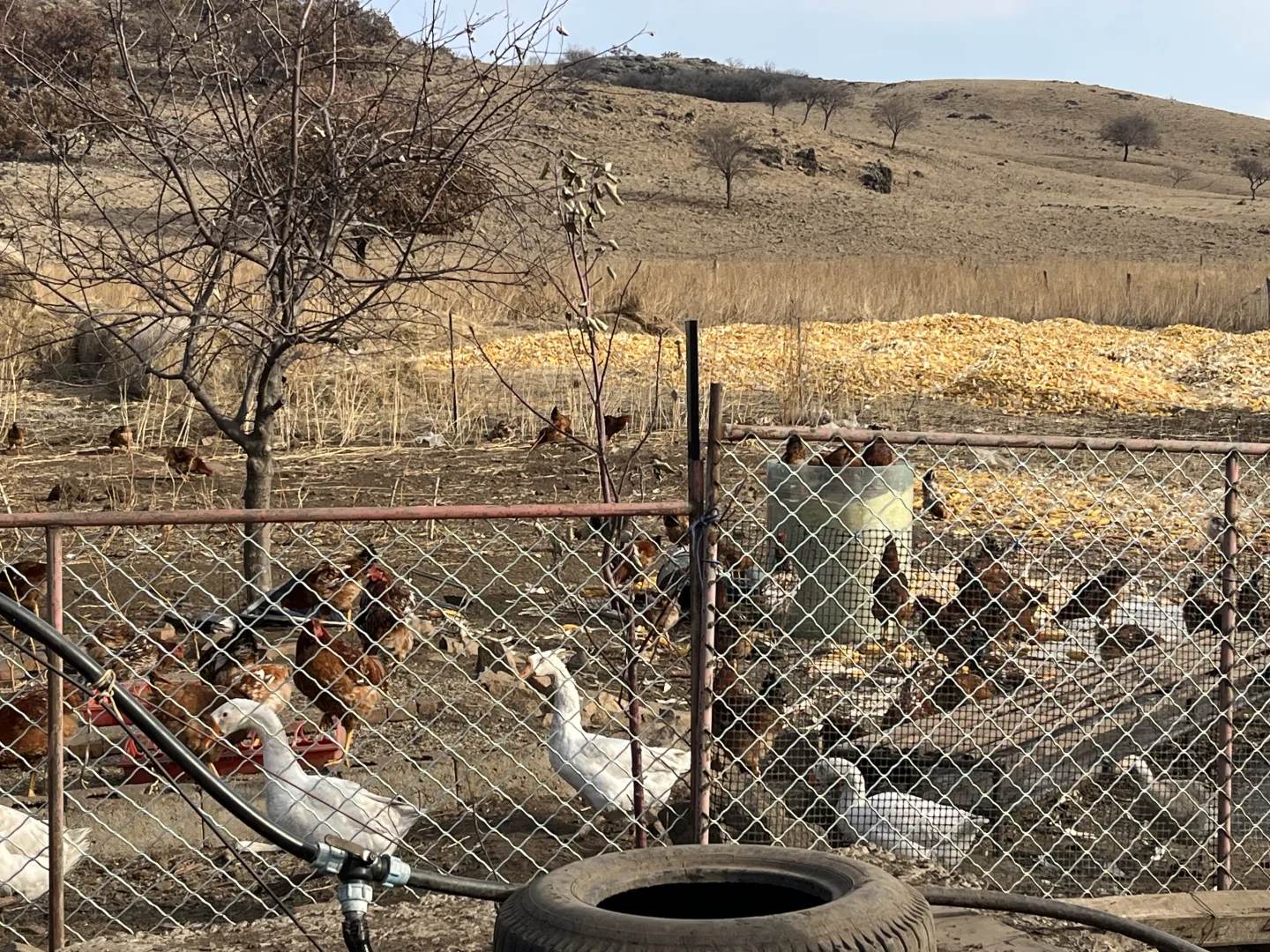 家养溜达鸡200只