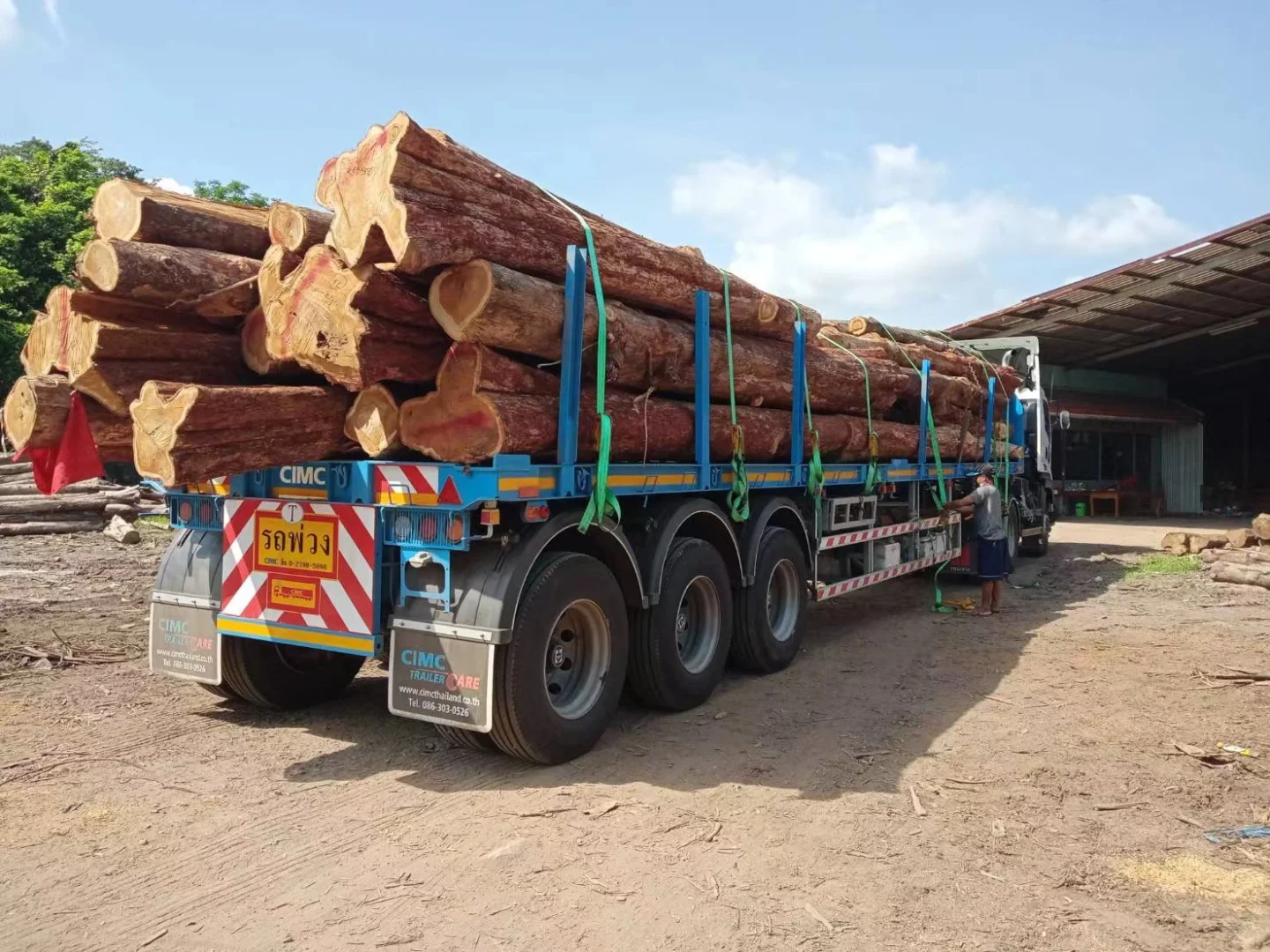 野生天然林缅甸柚木黑线料砍伐运输过程