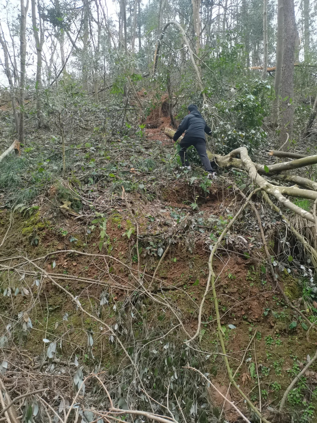 林学人是真的拿命学，别卷林业了