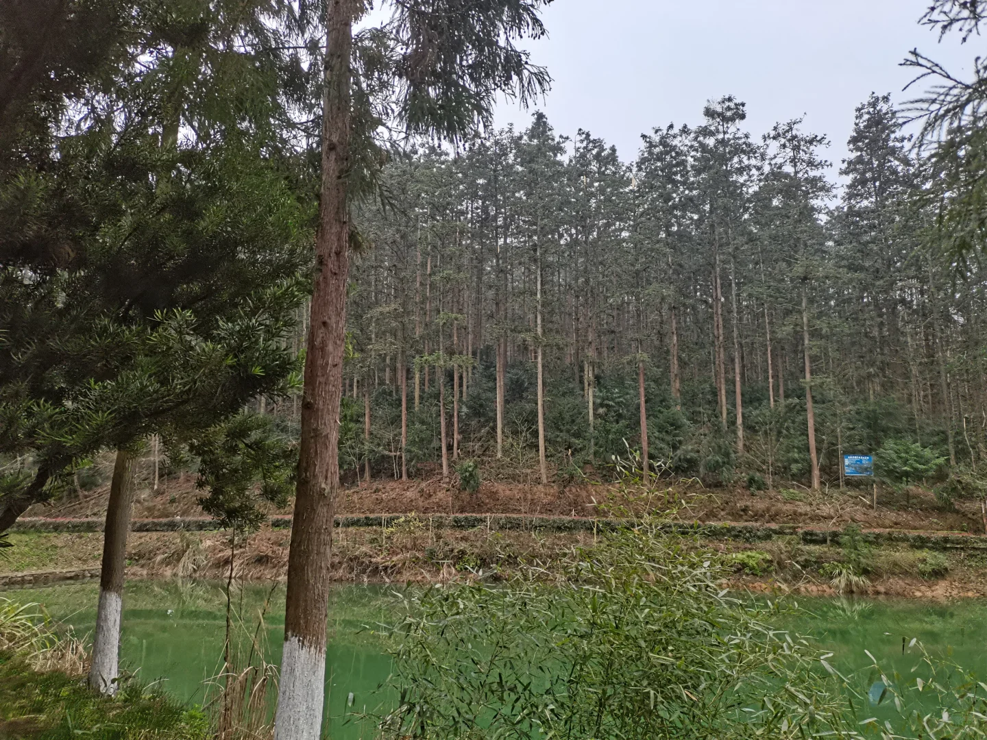 林学人是真的拿命学，别卷林业了