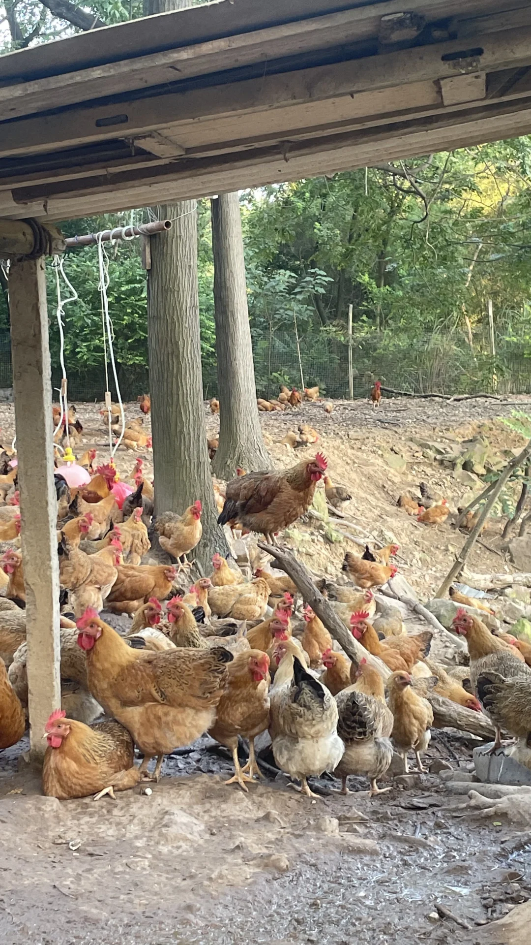 土鸡土鸡咯咯哒