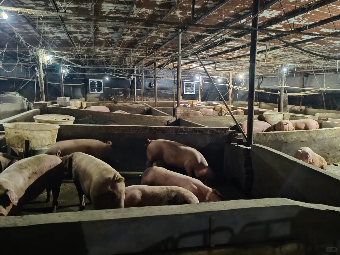 00后一个人养四百头猪大家第一反应是什么？