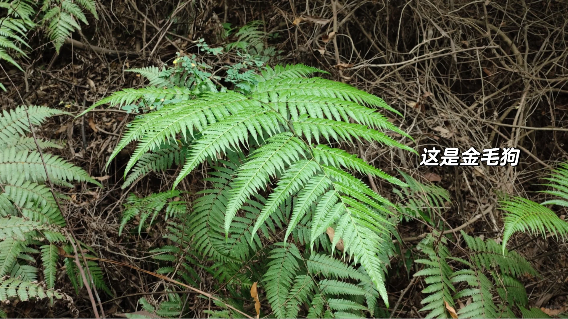 林业工作者乱七八糟的日常