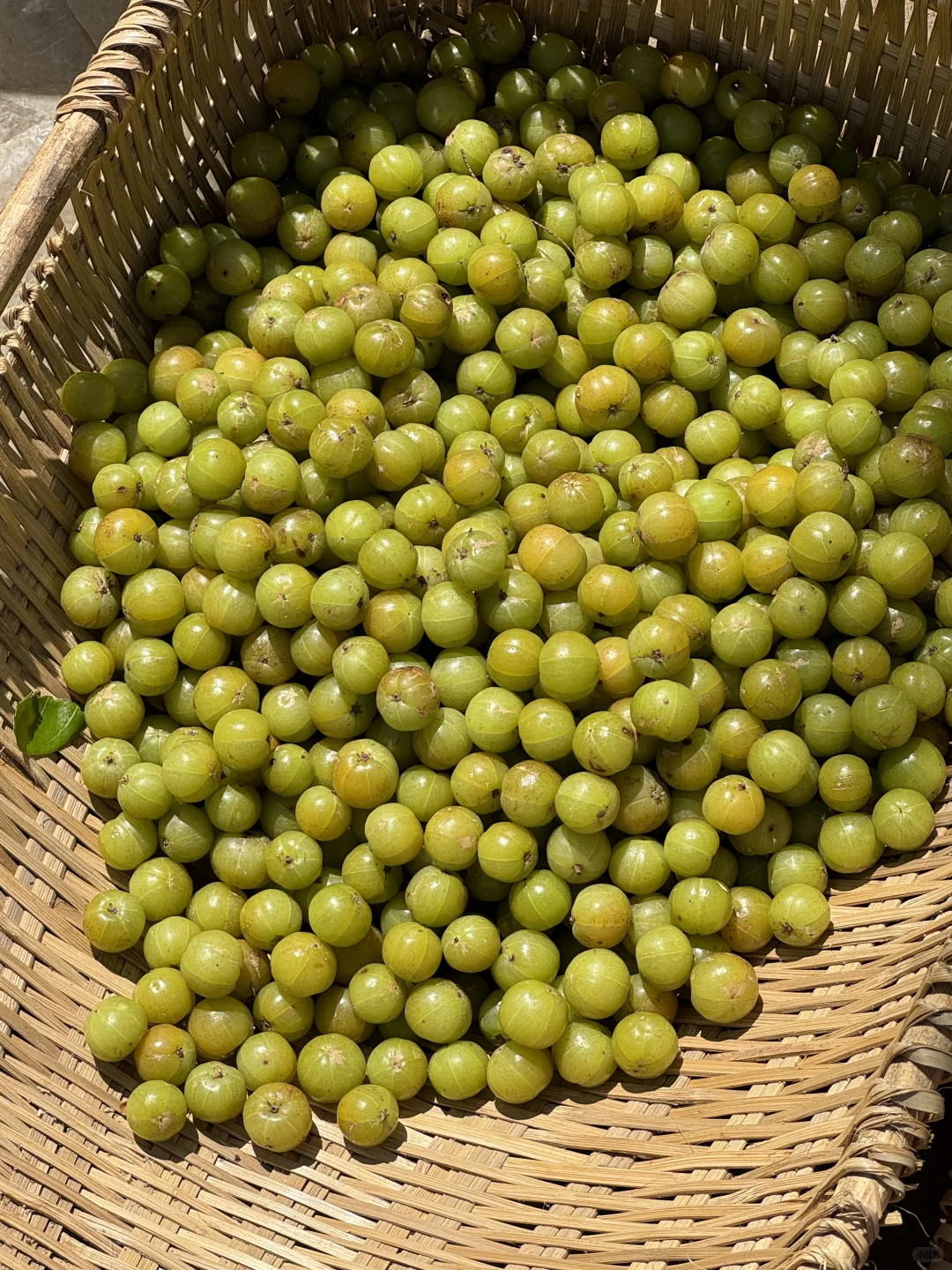 乡镇林业站工作日常｜在现实版的云边镇过秋