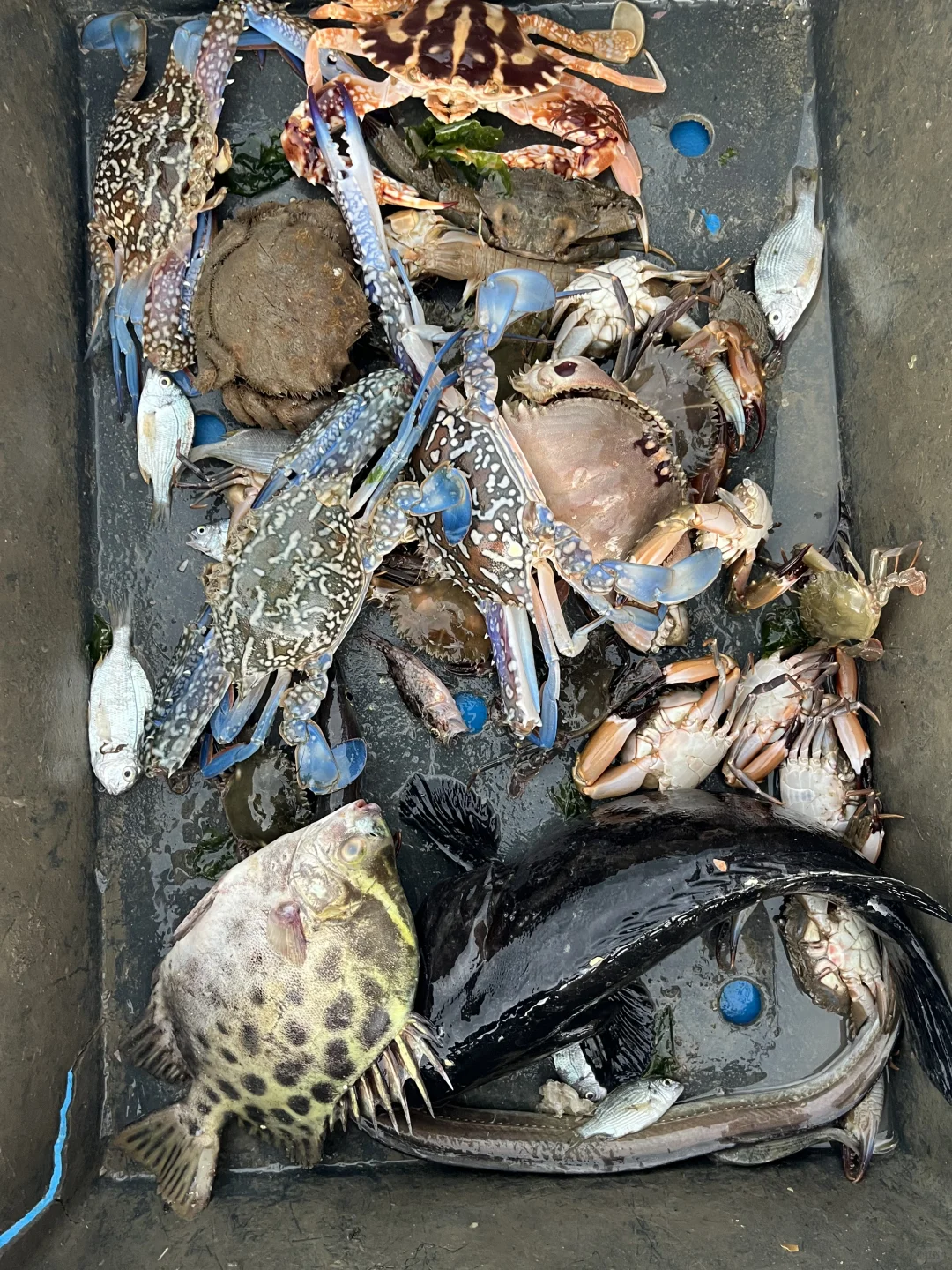 南澳岛出海捕鱼（保底6斤，坚决不踩雷）