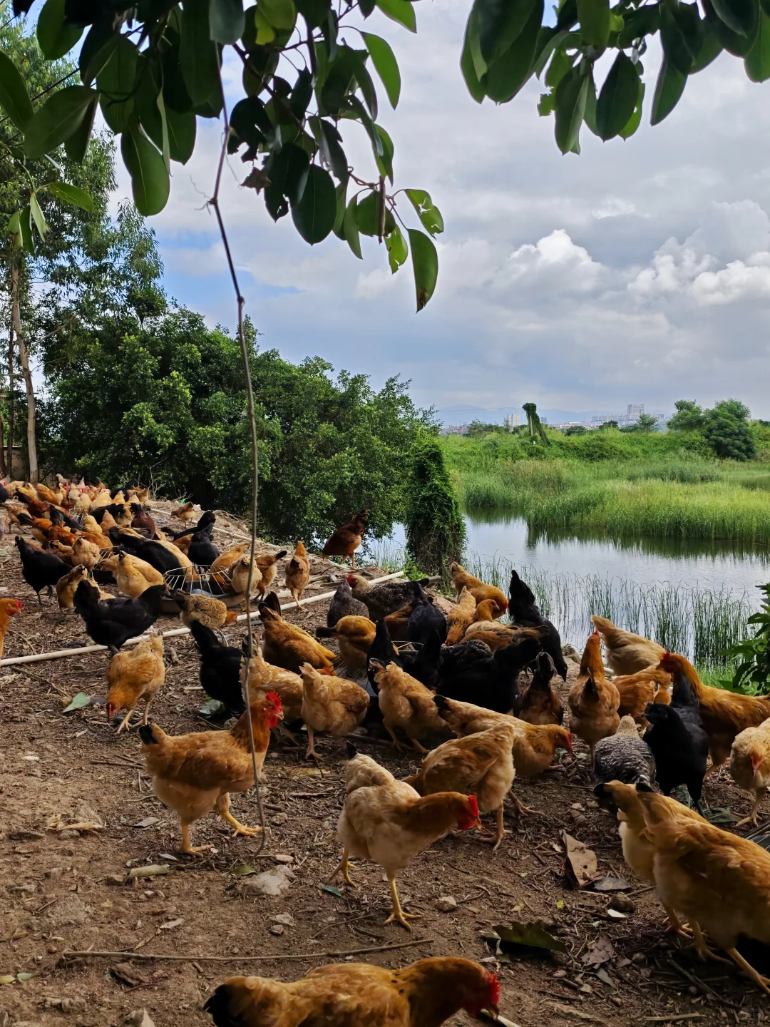 有山有水的鸡场真的太治愈了！早上喂鸡