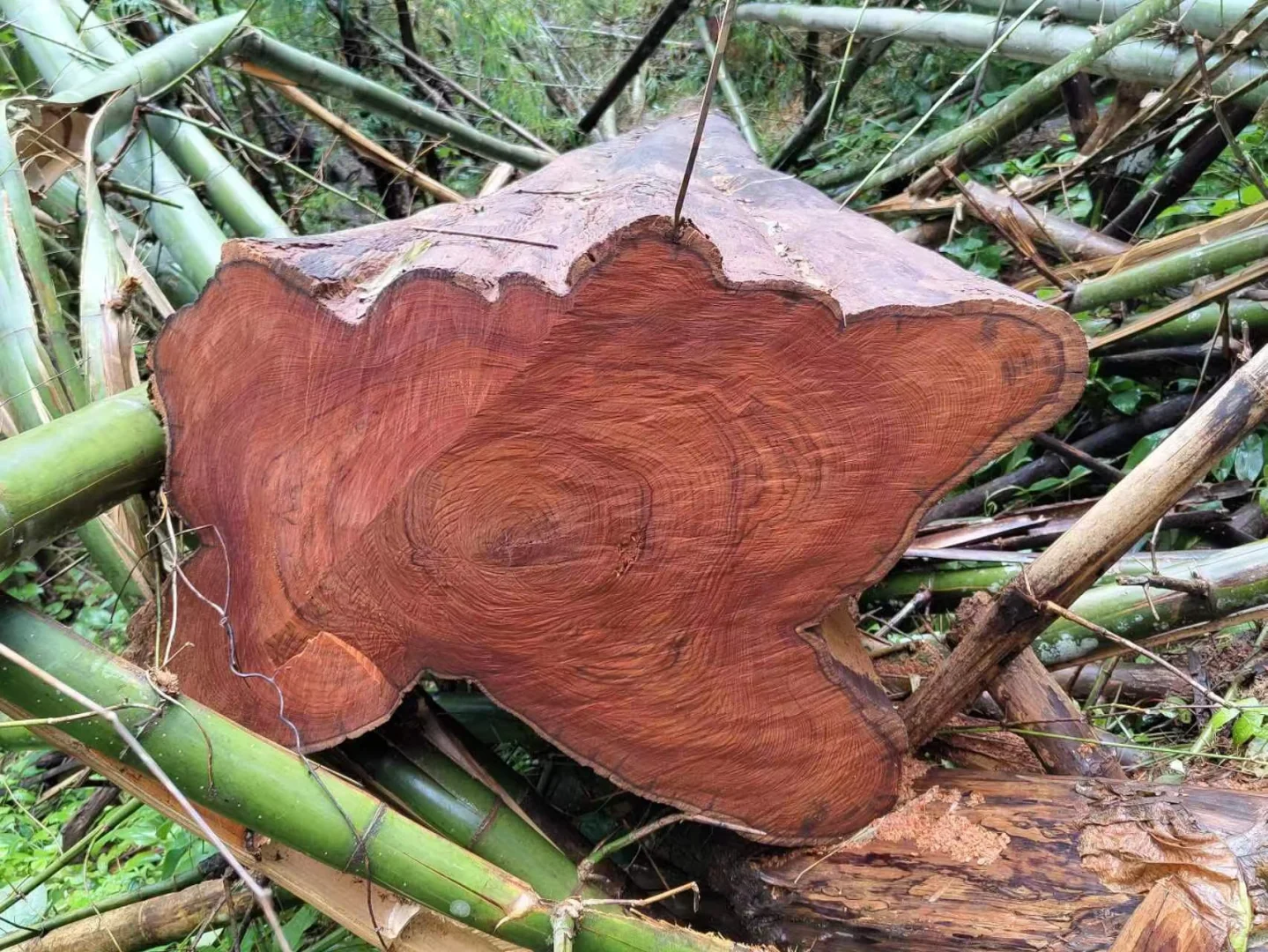 野生天然林缅甸柚木黑线料砍伐运输过程