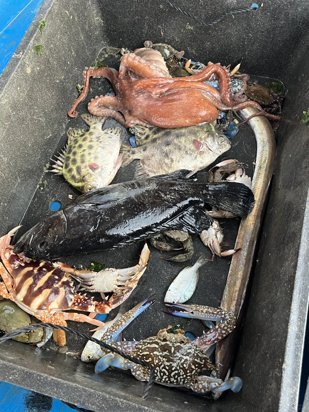 南澳岛出海捕鱼（保底6斤，坚决不踩雷）