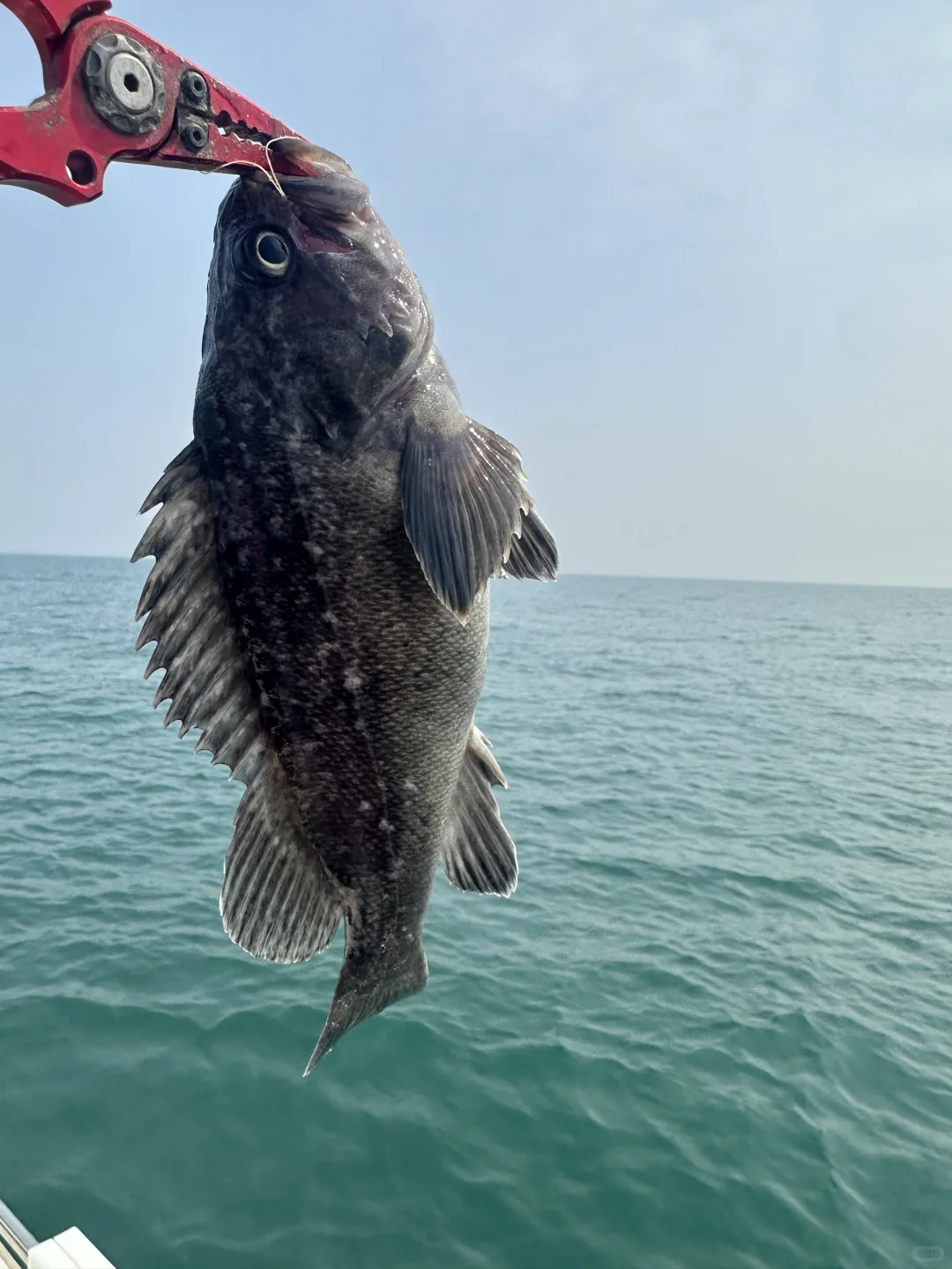 烟台海钓人均198+，能玩3️⃣小时👏👏