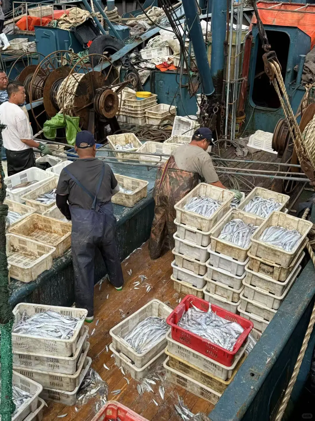青岛‖积米崖满载而归的渔船，回来啦~