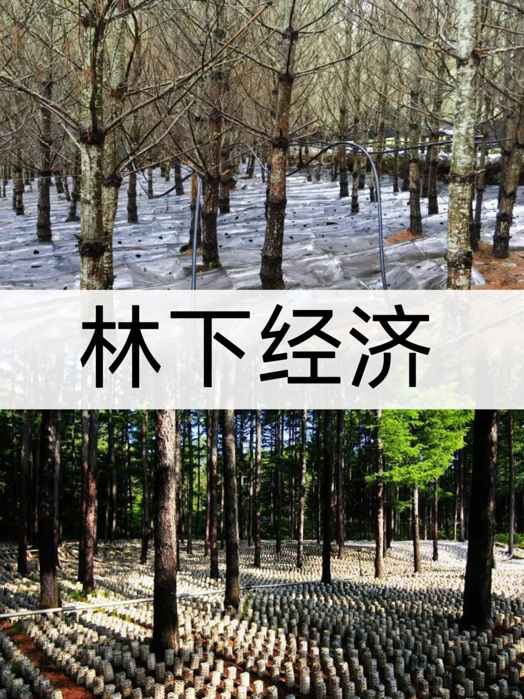 高中地理知识：林下经济🌲