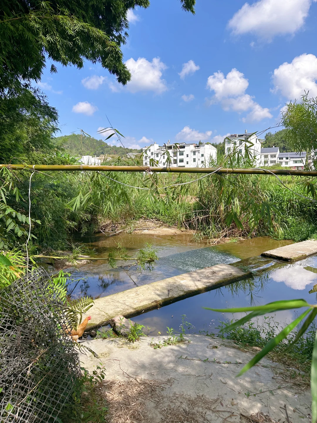 农场自由长大的鸡、鹅、猪，想想都很美味~