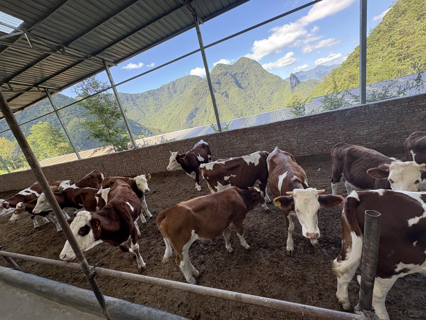 兽医研究生在乡镇工作的第二天