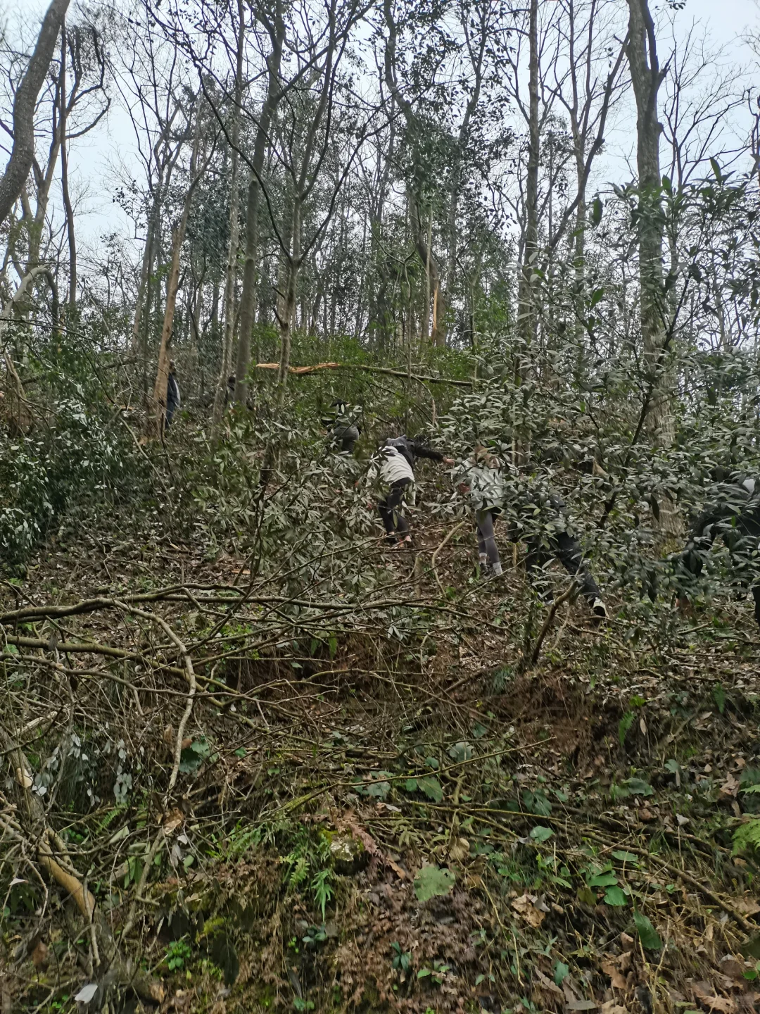 林学人是真的拿命学，别卷林业了