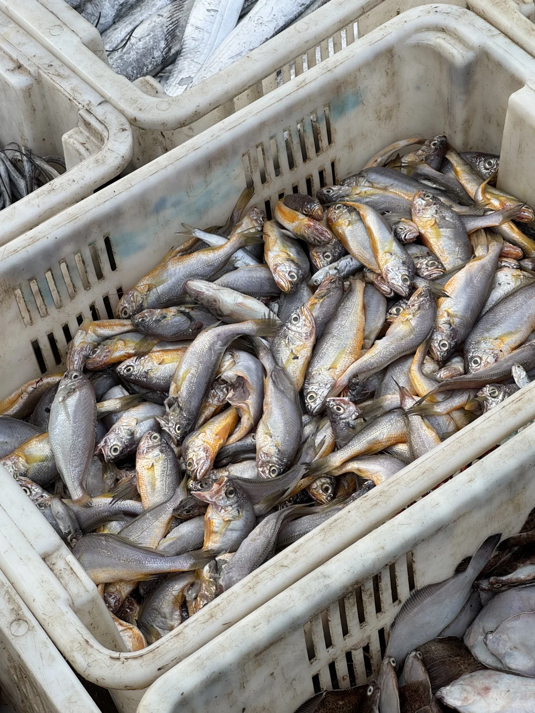 青岛‖积米崖满载而归的渔船，回来啦~