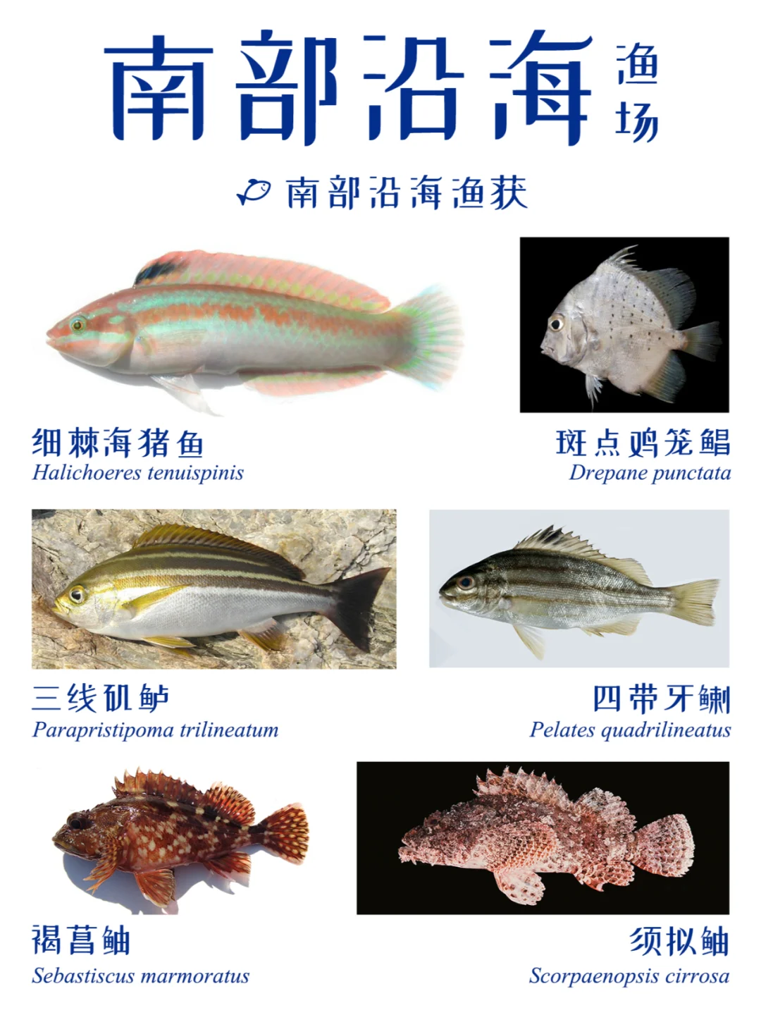 近海渔获 | 中国四大渔场