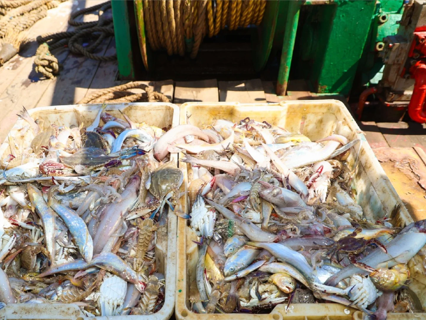 沉浸式体验出海捕鱼🐟🐟🐟