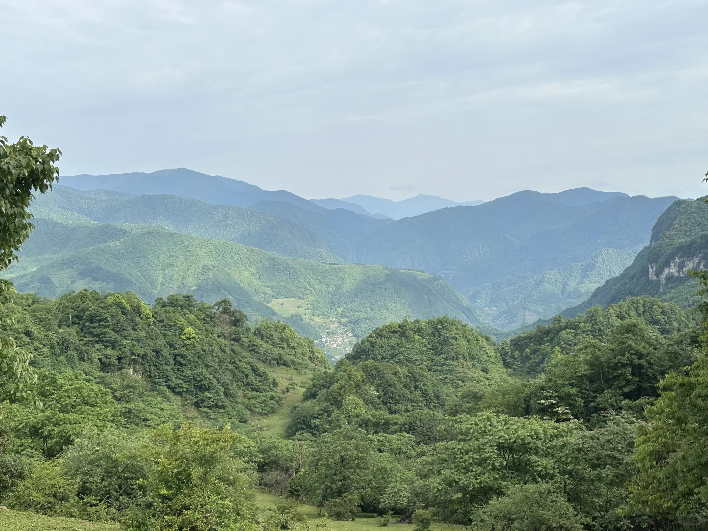 大森林的养猪生活
