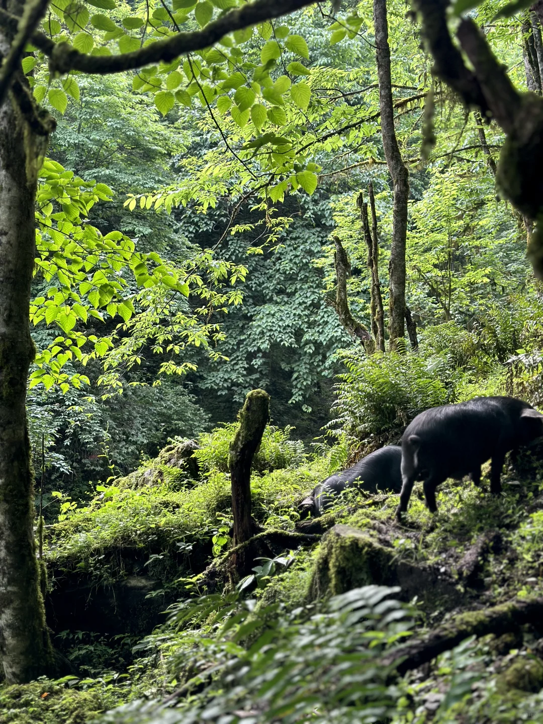 大森林的养猪生活