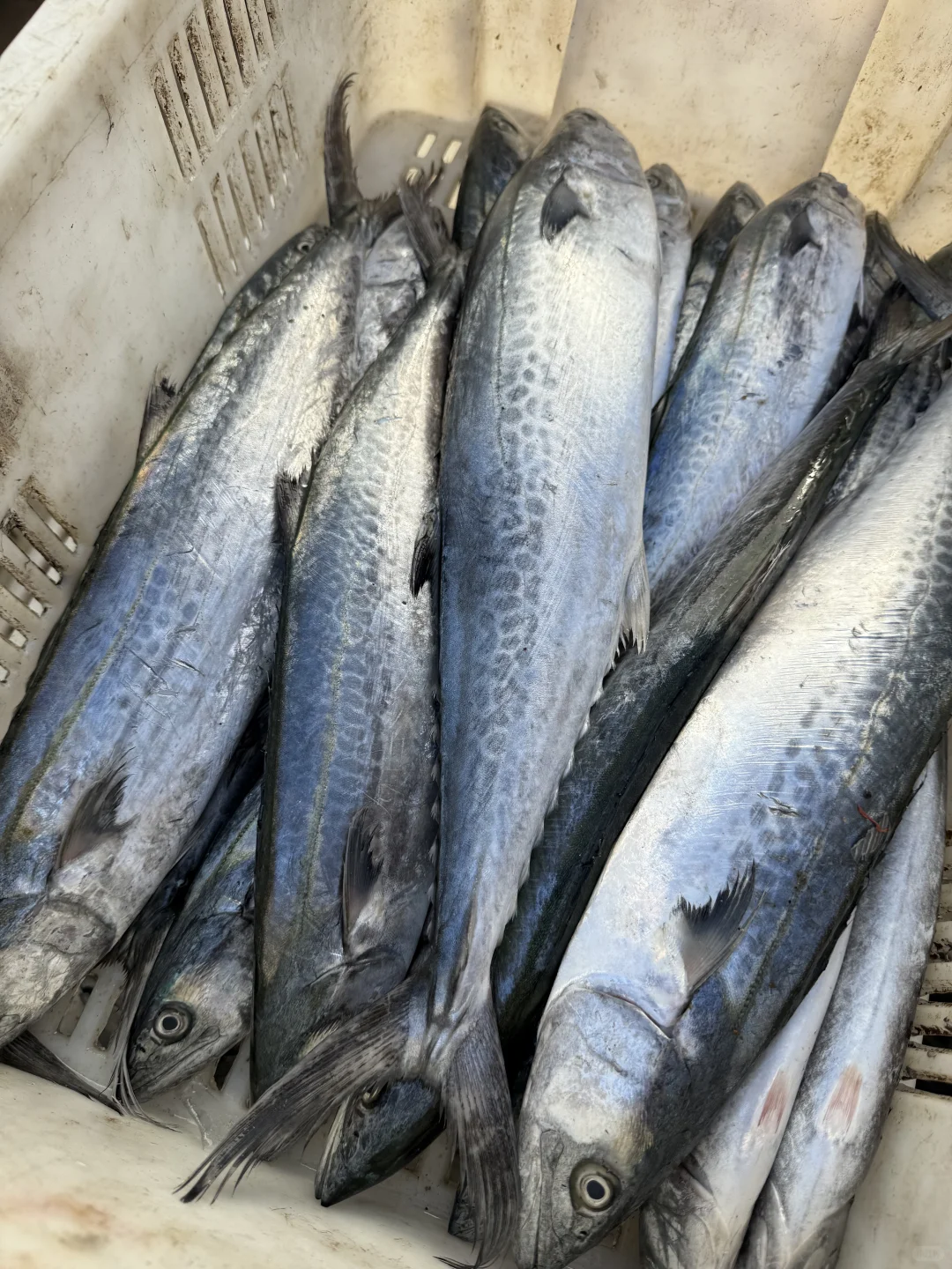 求求了❗️能不能让鲅鱼走出青岛❗️