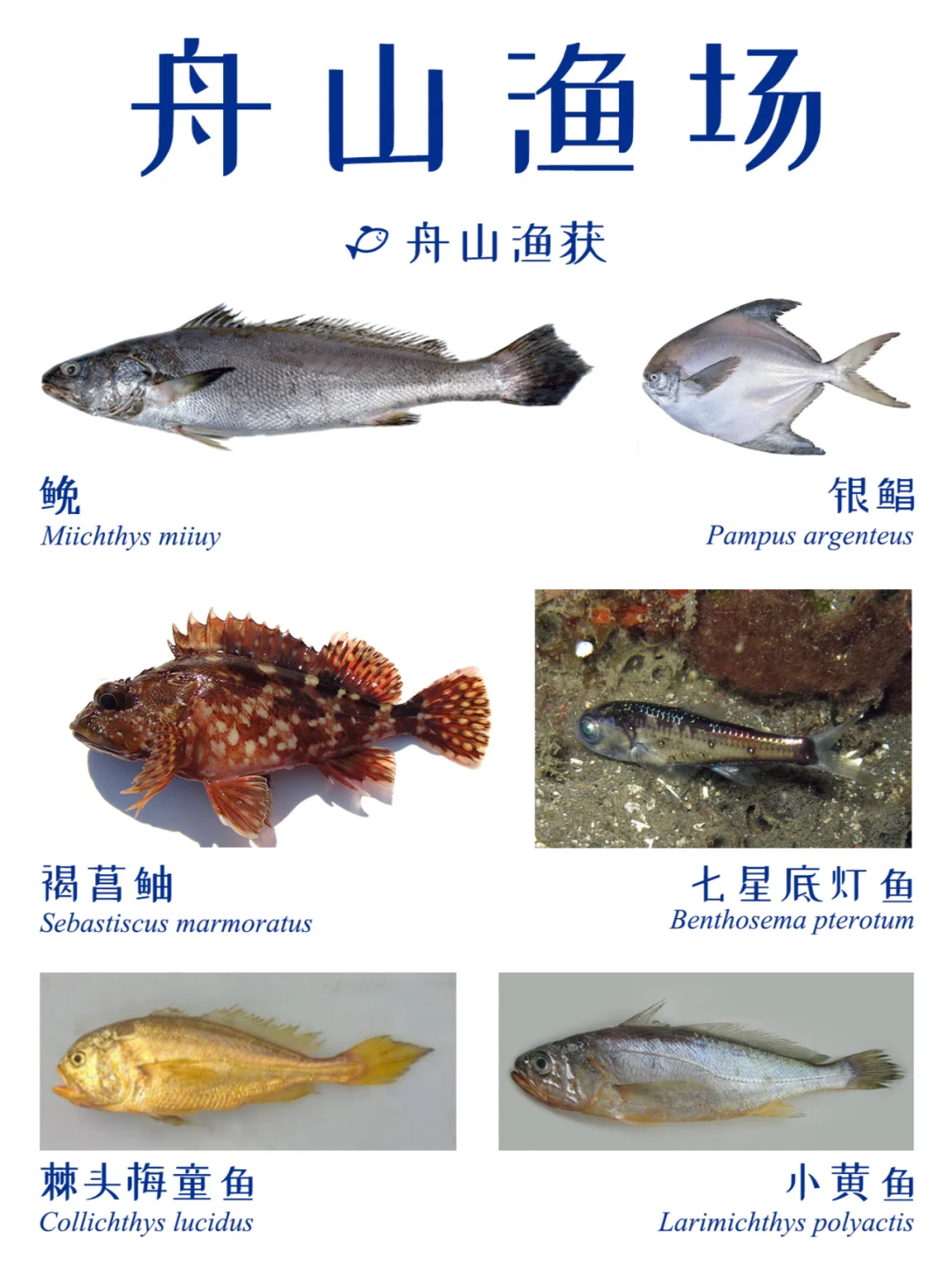 近海渔获 | 中国四大渔场