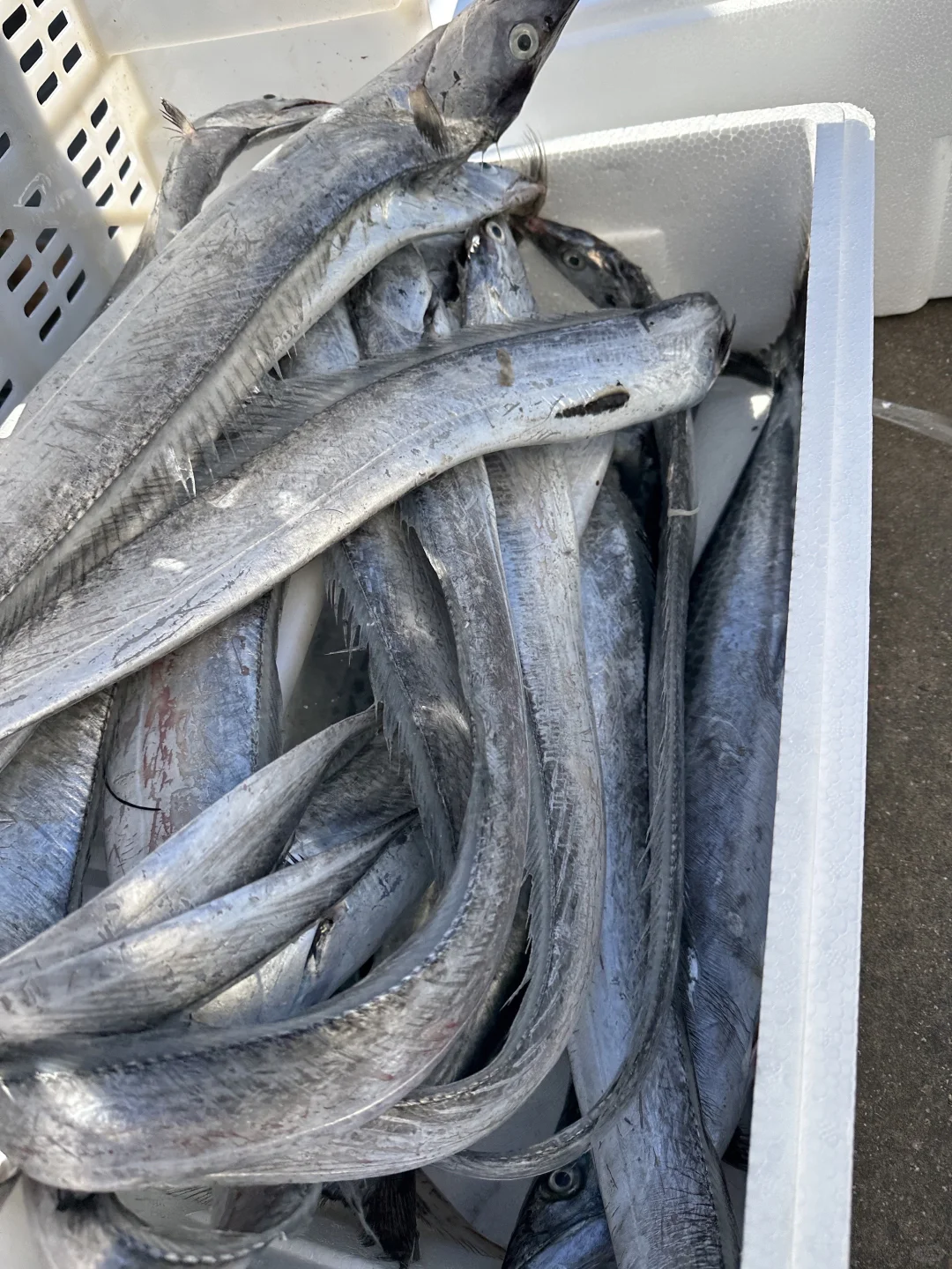 同是胶东，为什么青岛捕鱼在近海，石岛远洋？