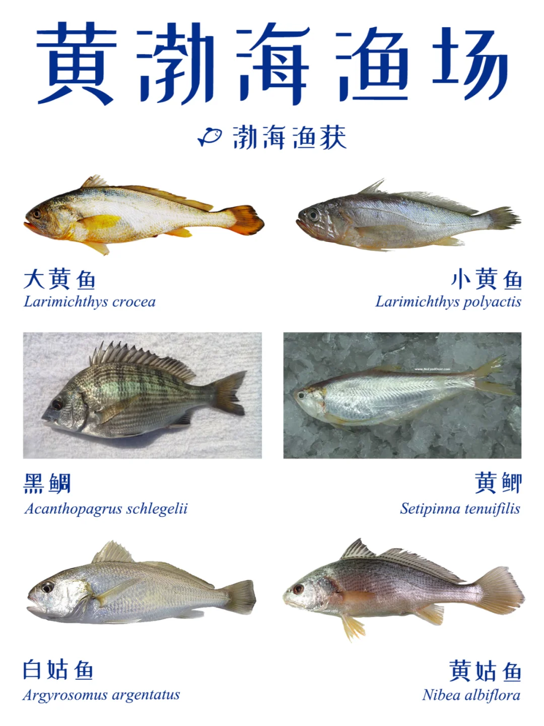 近海渔获 | 中国四大渔场