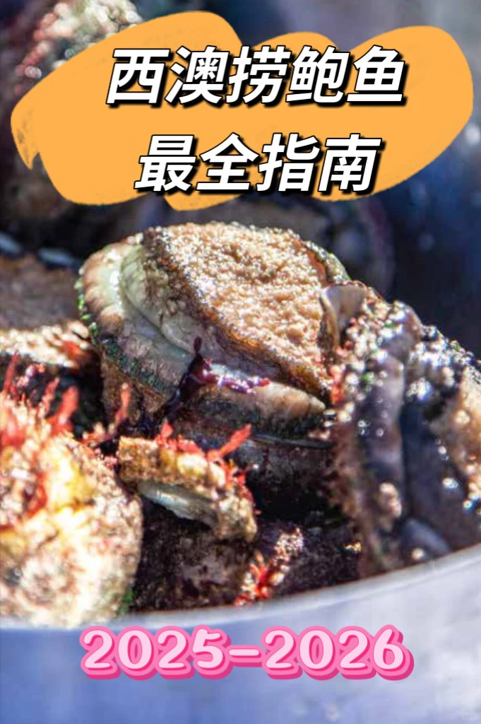 2025-2026西澳捞鲍鱼季最全指南‼️