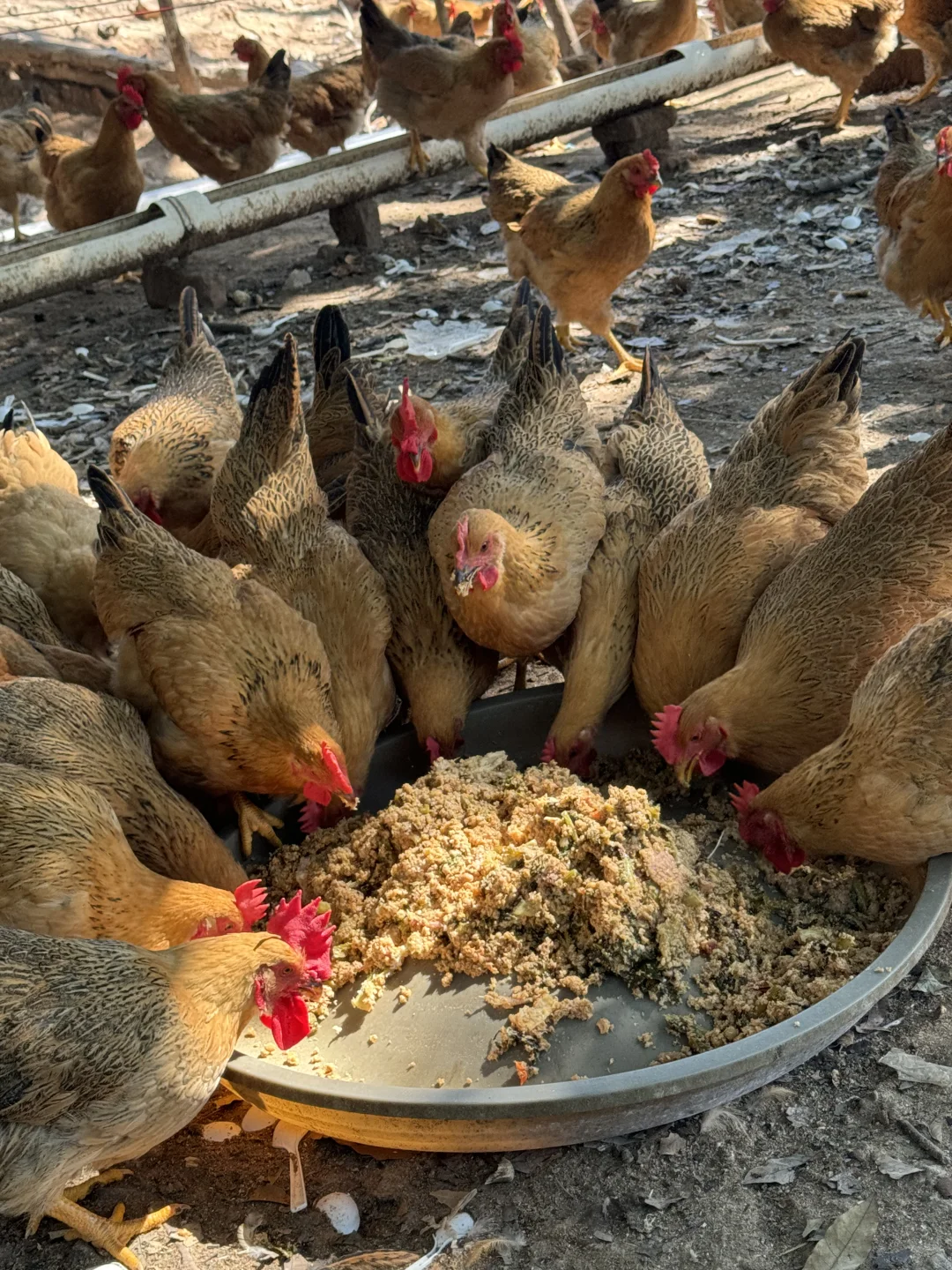 原生态养殖土鸡