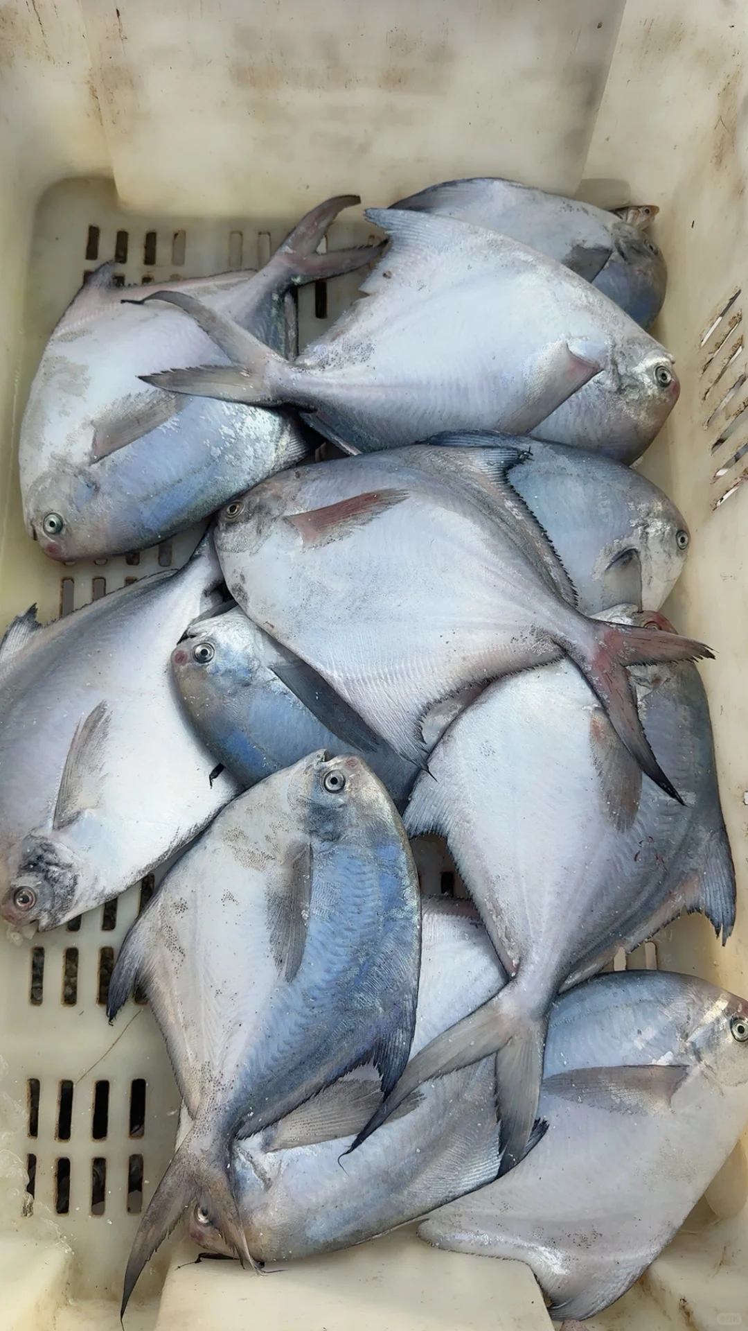 同是胶东，为什么青岛捕鱼在近海，石岛远洋？