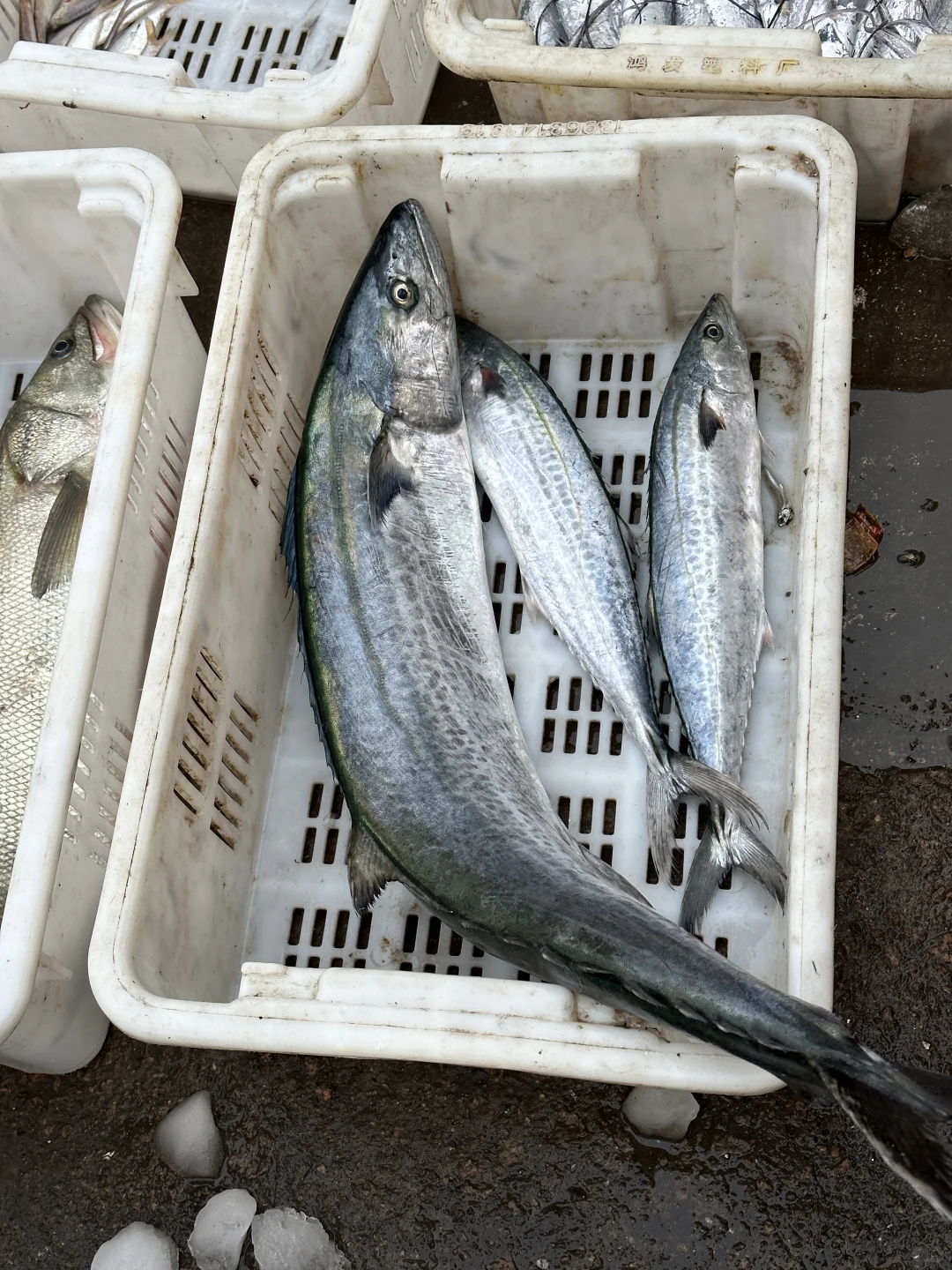 同是胶东，为什么青岛捕鱼在近海，石岛远洋？