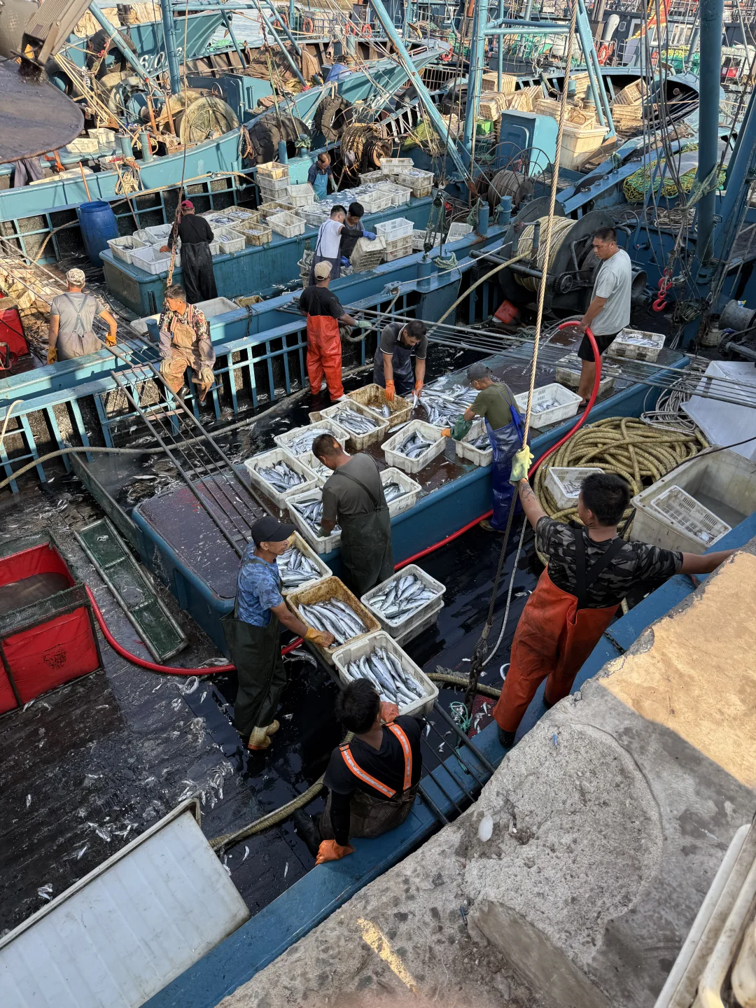 求求了❗️能不能让鲅鱼走出青岛❗️