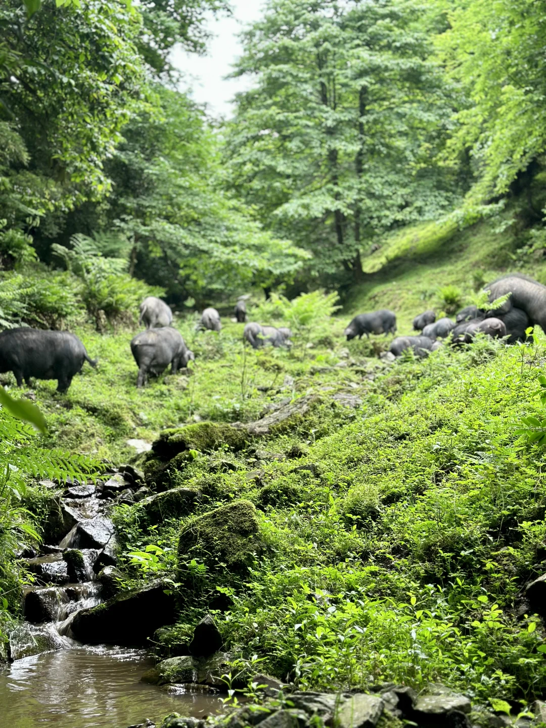 大森林的养猪生活