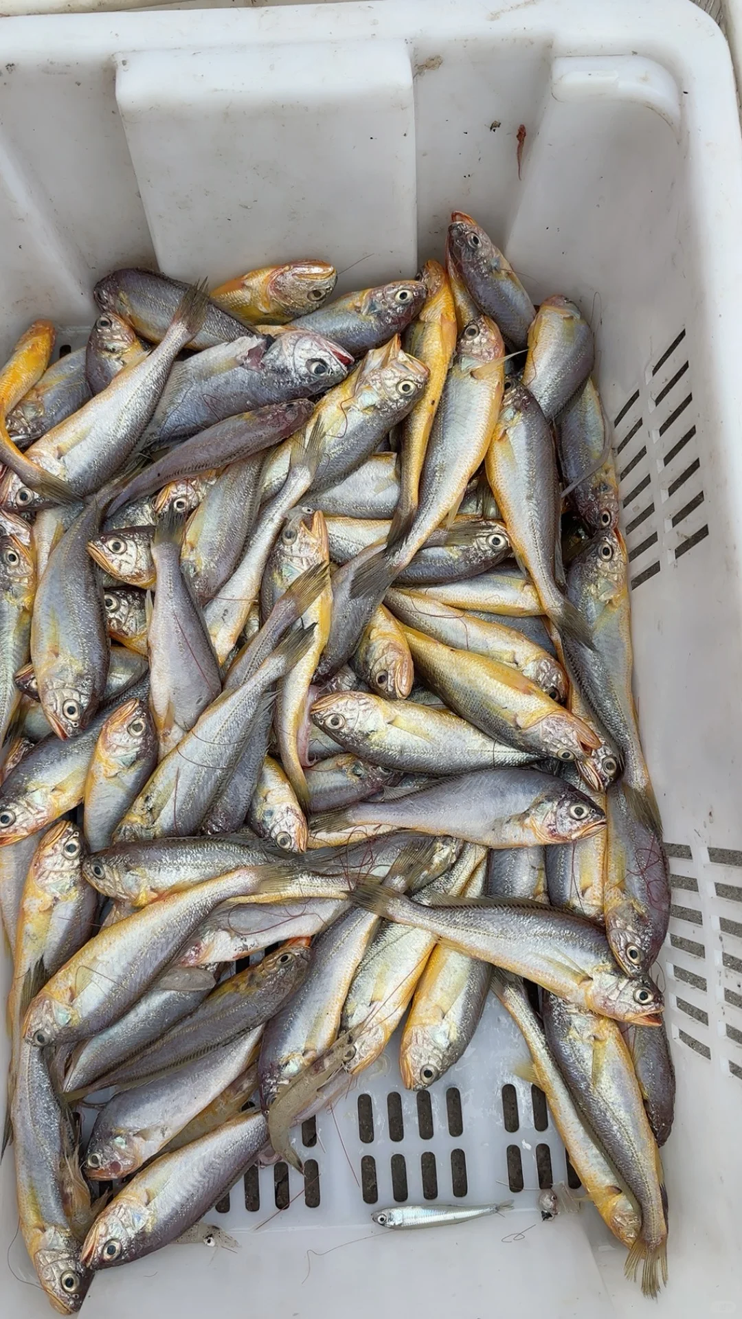 同是胶东，为什么青岛捕鱼在近海，石岛远洋？