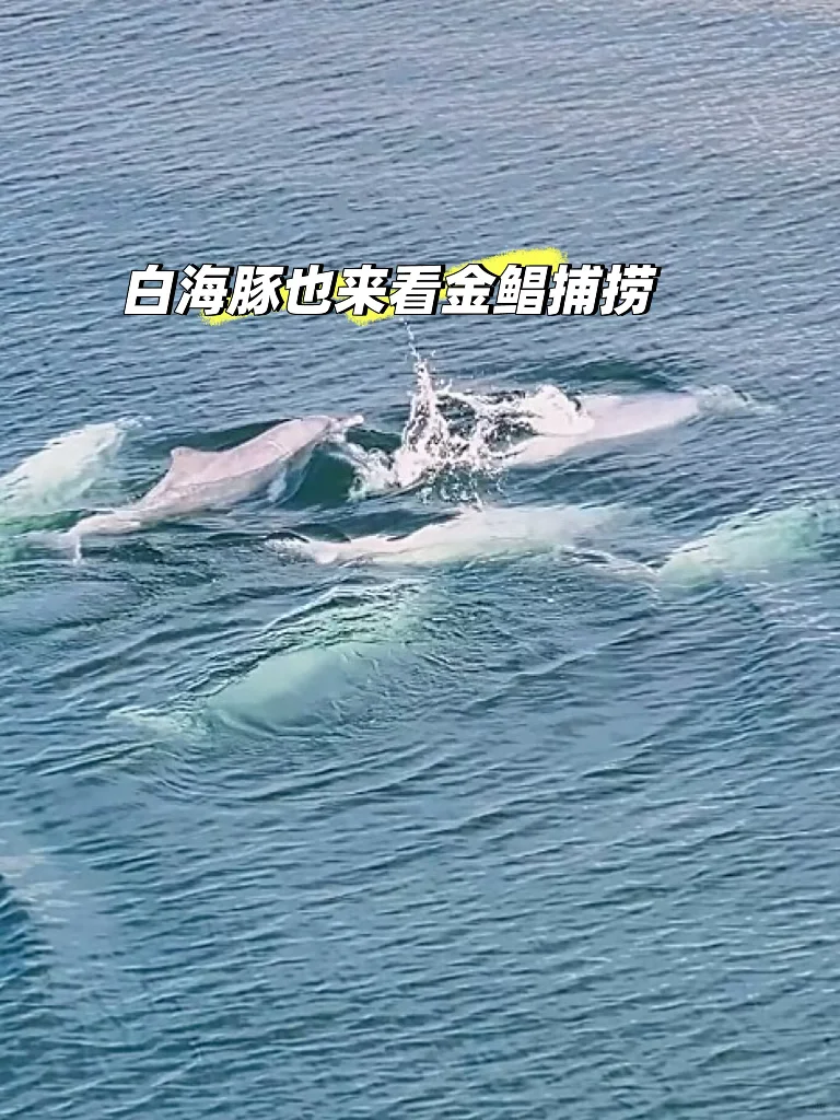 鲜掉眉毛的硇洲金鲳捕捞大揭秘㊙️