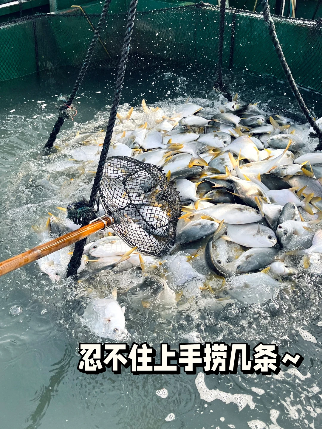 暴力起鱼现场！金鲳鱼在jia板上疯狂蹦迪